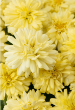 3633 Агрирантемум BOOST YELLOW (ВЕСНА 2025)