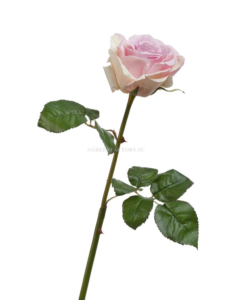 Роза Верди нежно-сиренево-розовая с кремовым