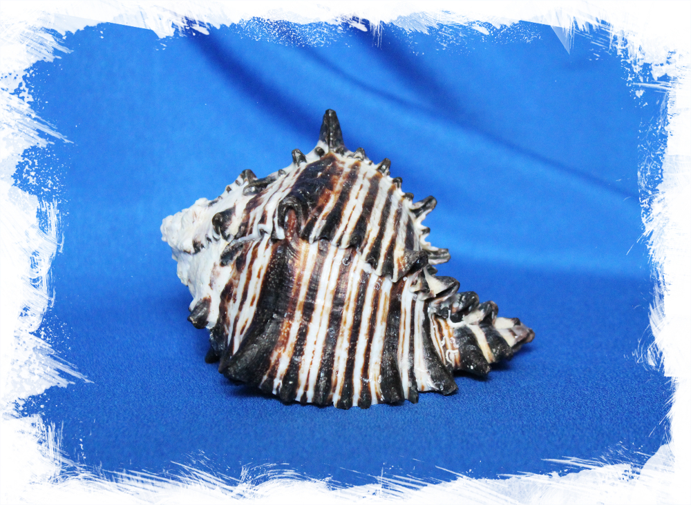 Морская раковина Черный мурекс