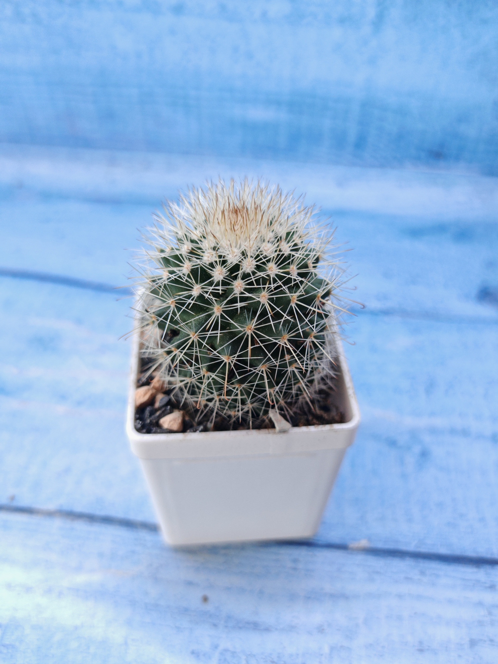 Mammillaria Spinosissima (Маммиллярия)