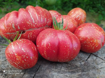 Каскад лава (Cascade lava) сорт томата