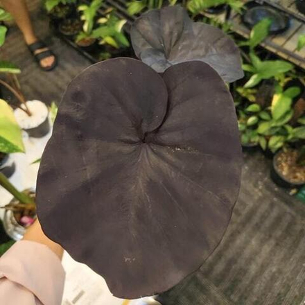 Колоказия BEGONIA