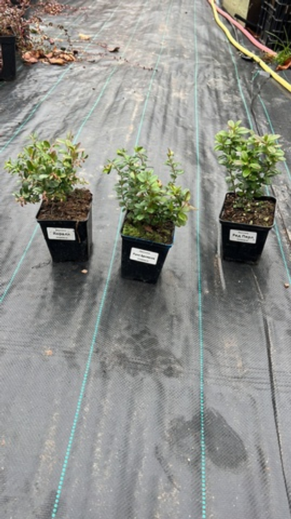 Брусника Коралл