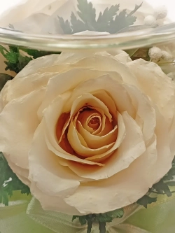 натуральные цветы в стекле, вакуум