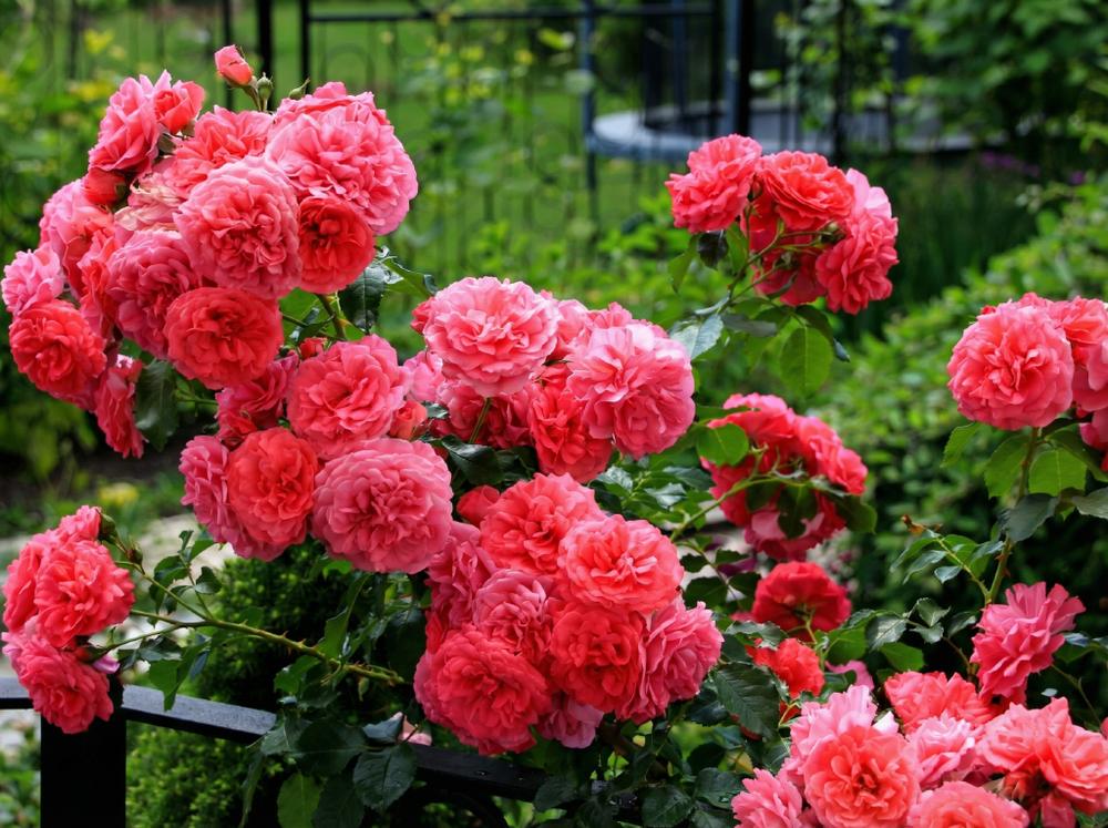 Роза «Розариум Ютерсен» (Rosarium Uetersen) плетистая