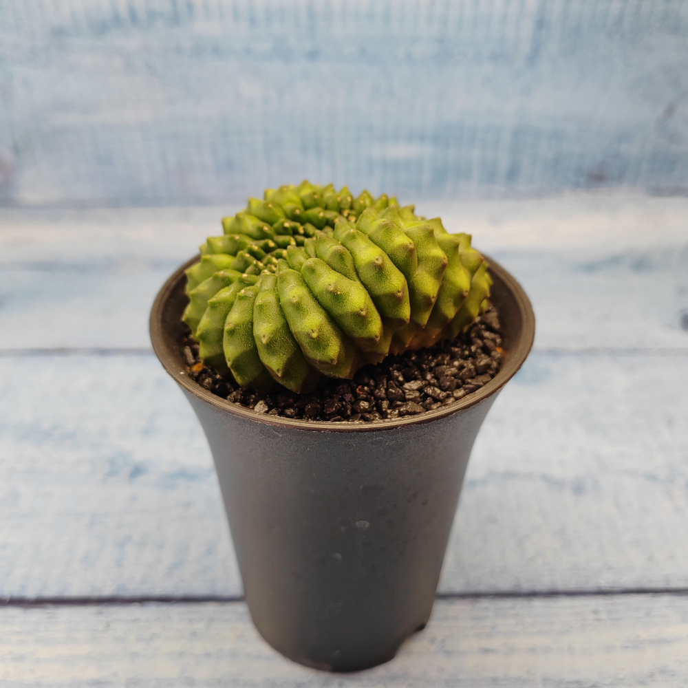 Gymnocalycium Spineless Crested form (Гимнокалициум Кристатный)