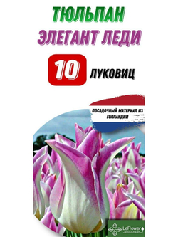 Тюльпан Луковица, Элегант Леди, 10шт
