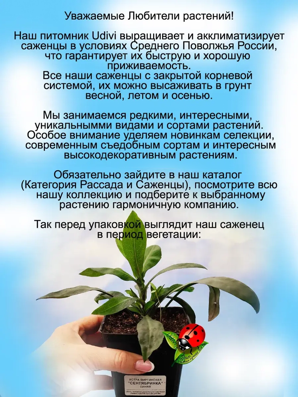 Сентябринка Астра виргинская