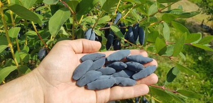 Жимолость Восторг