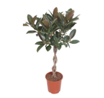 Фикус Эластика 'Melany' коса штамб