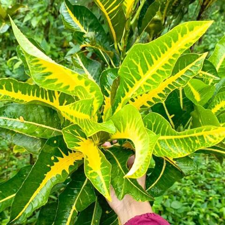 Кротон BALI KUNING