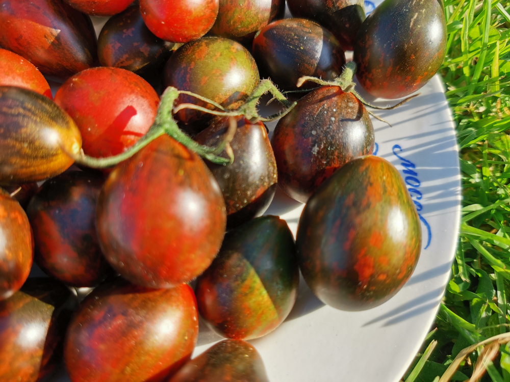 Помидоры Синий Кейс - BLUE KEYES Tomato