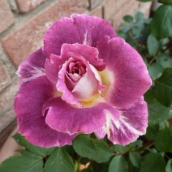 Кэтрин (Kathryn)