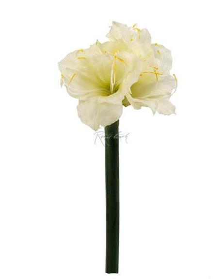 Амариллис большой - Белый