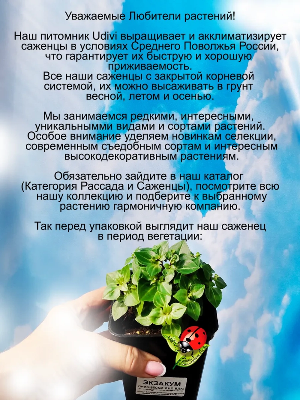Персидская фиалка Экзакум Принцесса в темно синем