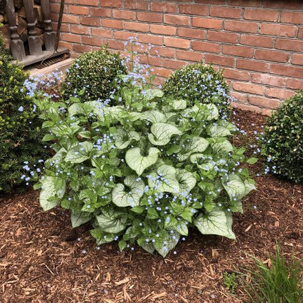 Бруннера (Brunnera) Variegata