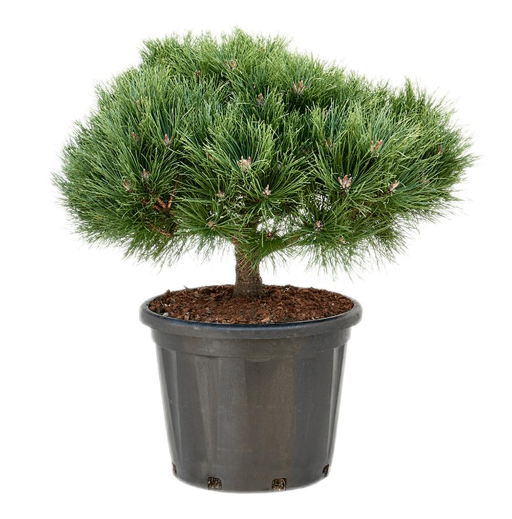 Сосна "Nigra Brepo"