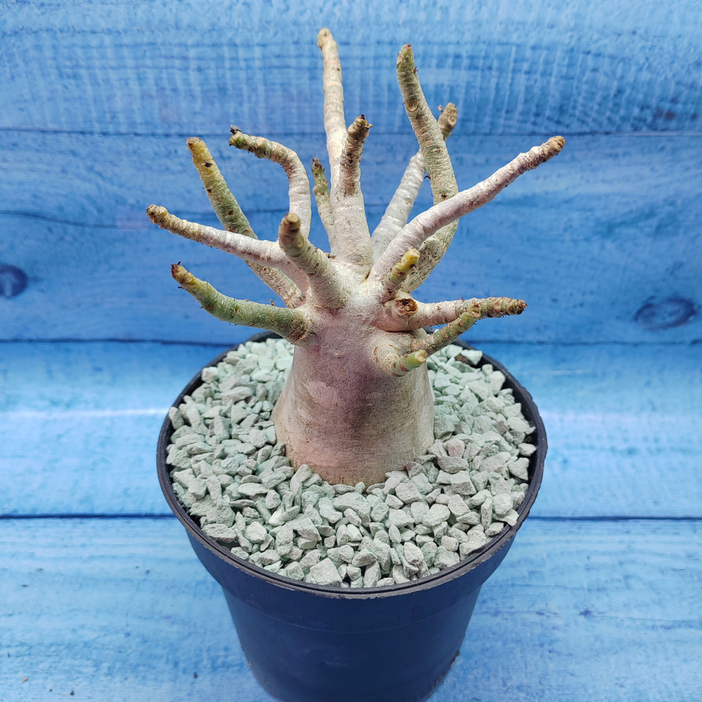 Adenium Baobab (Адениум)
