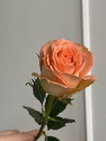 Роза одноголовая в оранжевом оттенке