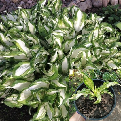 Хоста Киви Сперминт