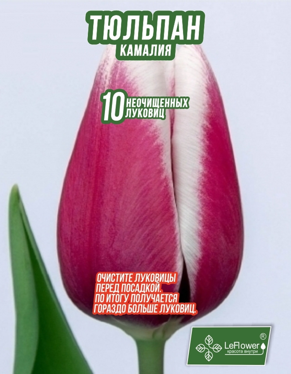 Тюльпан Луковица, Камалия, 10шт