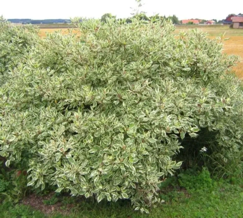 Дерен белый «Аргентеомаргината» (Cornus alba Argenteomarginata)