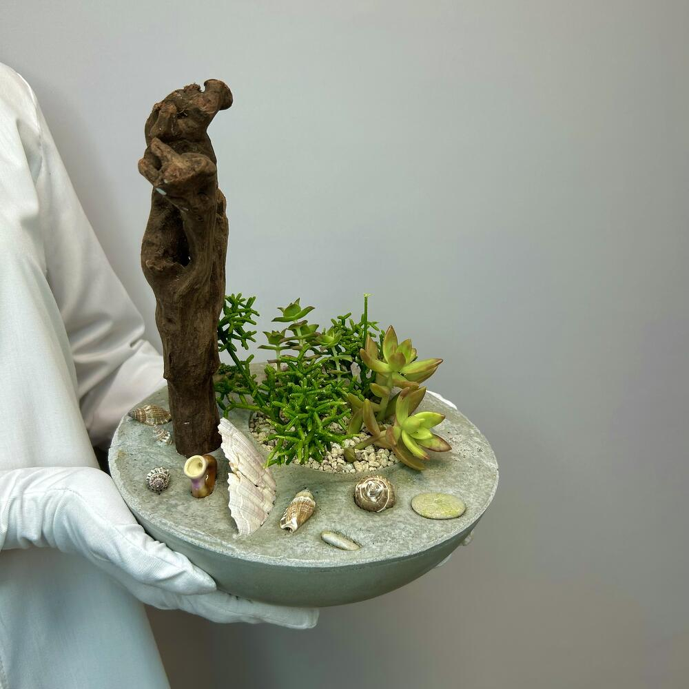 «Коралловый остров» композиция из суккулентов в бетоне