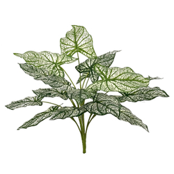 Каладиум куст биколор 45 см