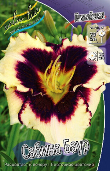 Лилейник абина Бауэр