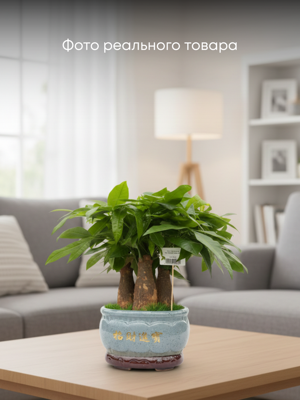 Пахира Five Blessings керамический