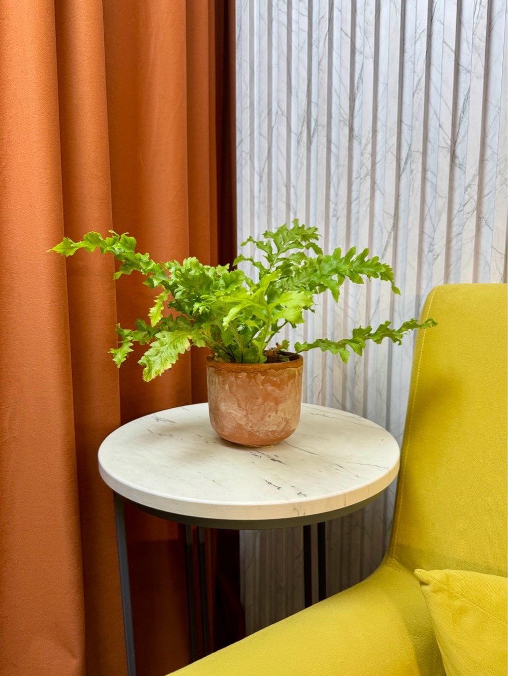 Аглаоморфа Мейна Кристатная, Папоротник, D12см Н30см, 1шт, Urban Jungle (7143)