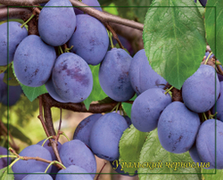 Слива Уральский чернослив