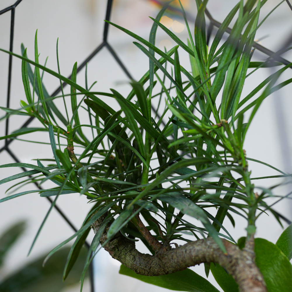 Готовый флорариум бонсай Подокарпус Цефей с озером