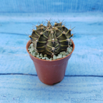 Gymnocalycium Friedrichii (Гимнокалициум)