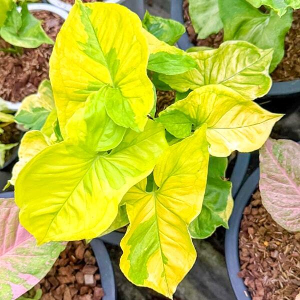 Сингониум SUPER GOLD