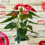 Антуриум Андре EASY RED