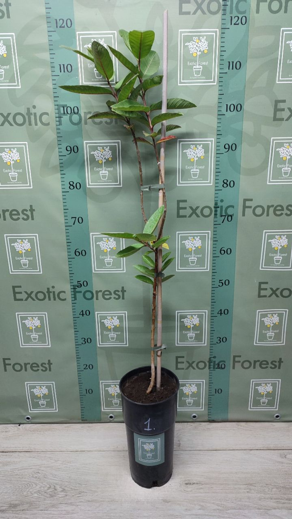 Psidium Guajava