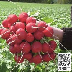 Розетта F1 семена редиса (Bejo / Бейо)