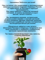 Гортензия Металлика суперновинка метельчатая