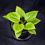 Хомаломена EMERALD GEM GOLDEN