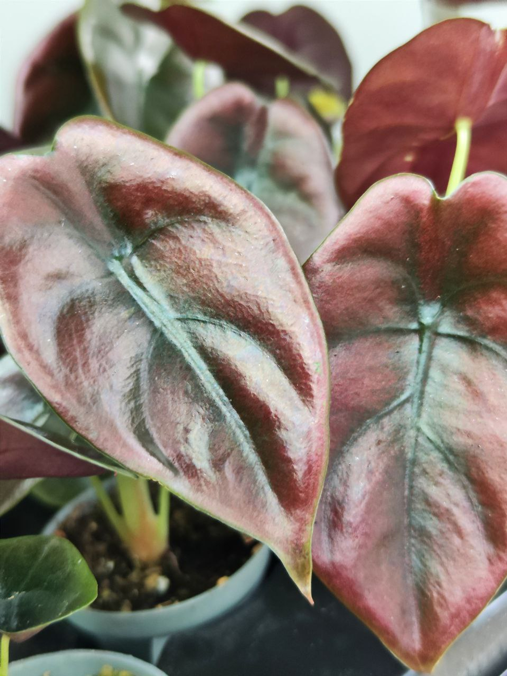 Алоказия Ред Секрет D12см