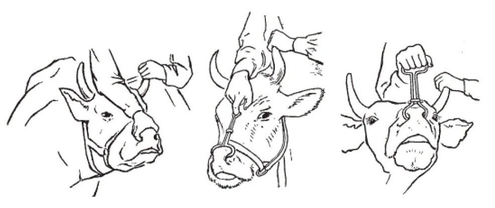 Щипцы носовые пружин. Гармса д/ фиксации КРС № 7