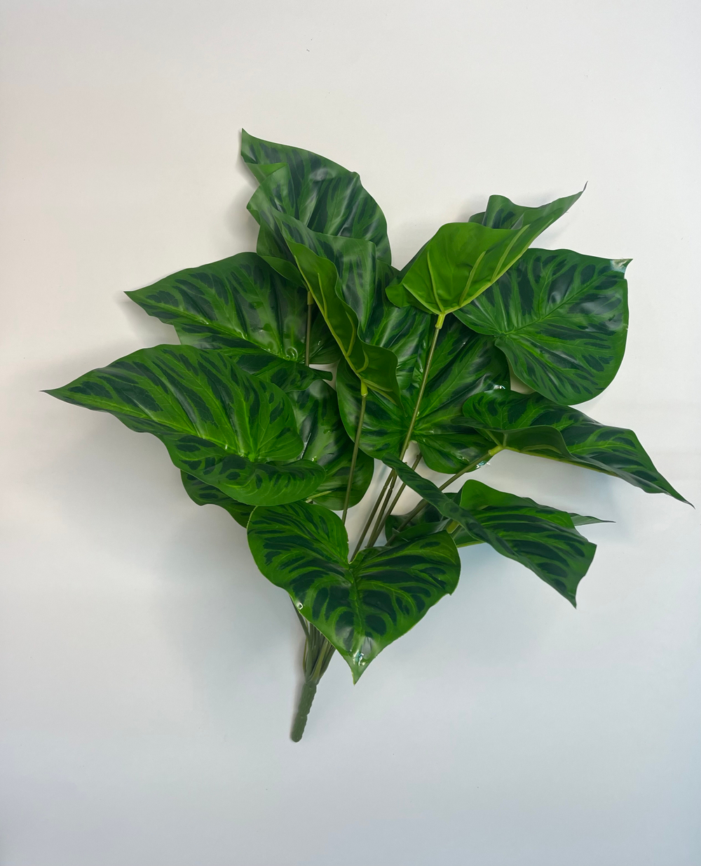 Куст Калатея Орбифолия