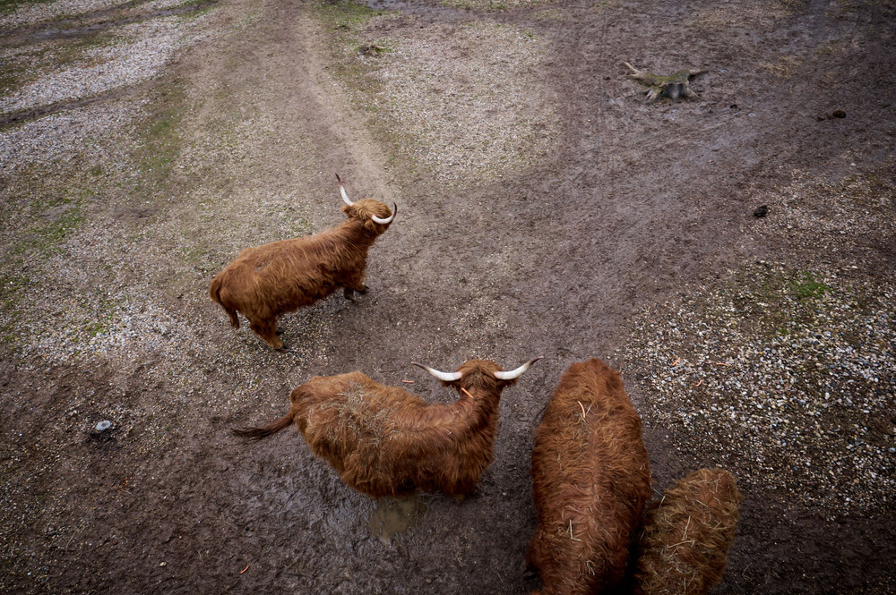 Праздник в стиле Гжель