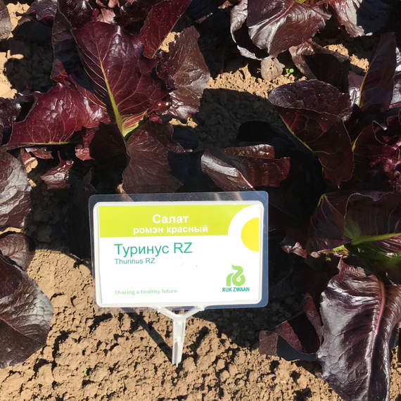 Туринус семена салата ромэн (Rijk Zwaan / Райк Цваан) в поле – фото 11