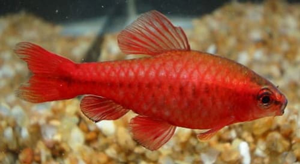 (2025) Вишневый барбус (Barbus titteya) (2025) Вишневый барбус (Barbus titteya)