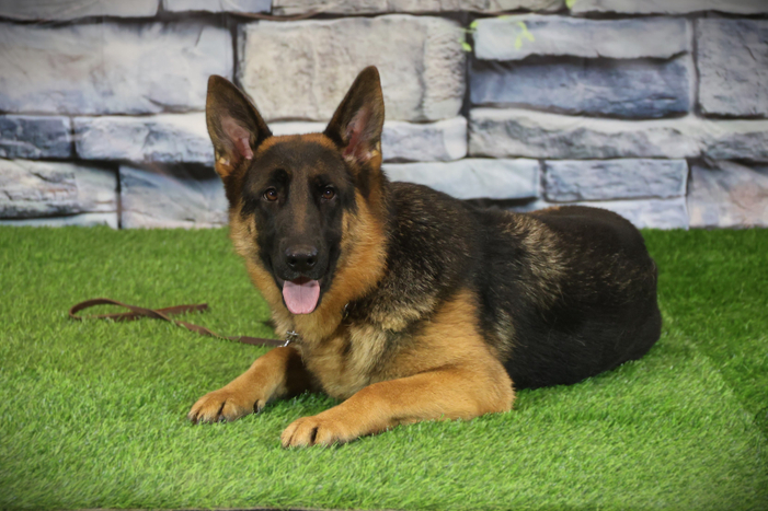 ЯМАХА Из Поместья Боговик