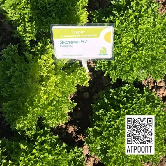 Экстемп семена салата листового (Rijk Zwaan / Райк Цваан) в поле – фото 4