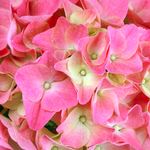 Hi Halo (Хай Хэло) P12 Европа 2026