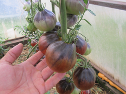 Помидоры Синяя Груша - Blue Pear